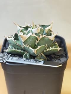 【らん丸さん専用】アガベ チタノタ アイボリー 観葉植物のサムネイル