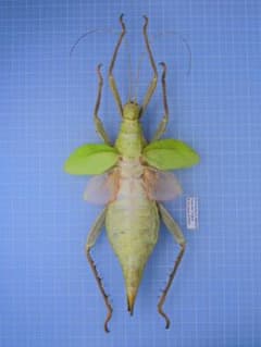 マレーシア産　巨大ナナフシ　158mm m76440149688_1.jpg?1749891719