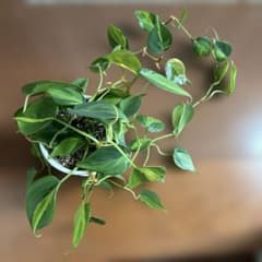 フィロデンドロン ブラジル 観葉植物 抜き苗のサムネイル