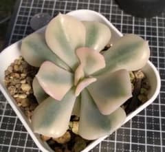 専用です♪　　　　　　肉植物　キュービックフロスト錦　抜き苗 多肉植物 キュービックフロスト錦 抜き苗 - メルカリ