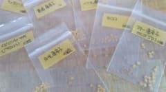 蒔き時最終　種出品最終間近　 　　唐辛子種　7種類のサムネイル