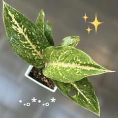 アグラオネマ・ピンク✨️抜き苗発送（ナイトスパーク）メルカリ便・.。*・のサムネイル