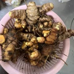 種子島産無農薬秋ウコンのサムネイル