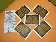 草間彌生 ポストカード 5枚セット かぼちゃ 松本市美術館 パンフレット付　弥生のサムネイル