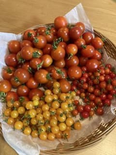 新鮮ミニトマト500g、マイクロトマトセット - メルカリ