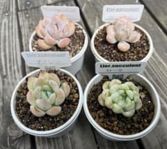 多肉植物 抜き苗セット - メルカリ