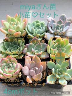 多肉植物 miyaさん苗♡小苗セット - メルカリ