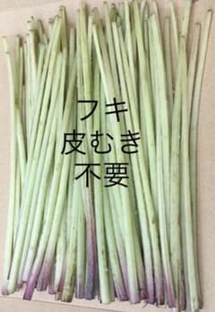 初物 採れたてのふき　旬 皮むき不要　フキ　天然 柔らかい土で取れたフキ✨️のサムネイル
