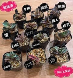 鉢ごと発送】人気のチタノタ12種セット【ネームタグ付】 - メルカリ