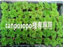 tanpopo 様専用 イワヒバ1年苗20株のサムネイル