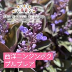 西洋ニンジンボク プルプレア 庭木 苗木 48 - メルカリ