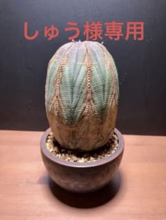 ユーフォルビア　オベサ　特大株9センチ超え【アロー木質化】のサムネイル