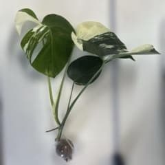 発根済❗️葉4枚 Monstera White Mint OC 斑入り モンステラ - メルカリ