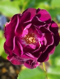 ✿landerblue様♡専用✿苗ネコポス発送☆挿し木 ❁バラ挿し木苗❁ジュ•ジ•オ❁幼苗❁ネコポス発送❁ - メルカリ