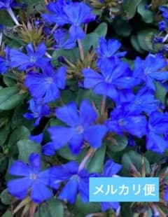 ルリマツリモドキ苗　4株 グランドカバーにのサムネイル