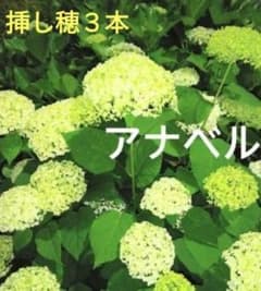 アナベルの挿し穂3本 - メルカリ