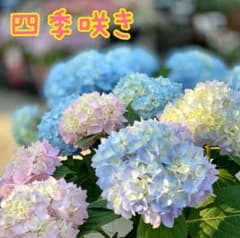 四季咲き あじさい 挿し木苗 ②のサムネイル