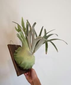 ビカクシダ ベイチー レモイネ 子株 platycerium veitchiiのサムネイル