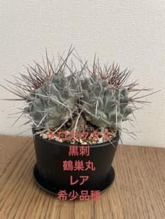 テロカクタス　黒刺　鶴巣丸　レア　希少品種　サボテン テロカクタス 黒刺 鶴巣丸 レア 希少品種 サボテン - メルカリ