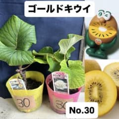 ゴールドキウイ　雄雌セット　No.30のサムネイル