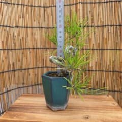 盆栽 黒松 捻転幹 六角鉢入り - メルカリ