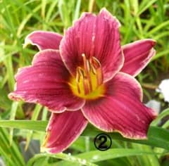canari127様専用　☆ヘメロカリス・②⑲開花苗２株セット～(^^♪のサムネイル