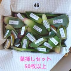 な*こ様 46.多肉植物　名前付き葉挿しセット　50枚以上のサムネイル
