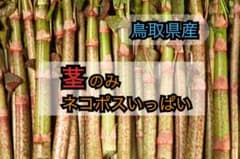 【太株茎のみ】 イタドリ 虎杖 採取から24時間以内発送 ②のサムネイル