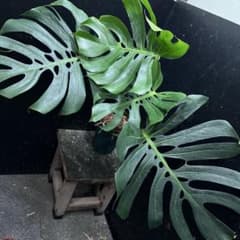 モンステラデリシオーサマクロコズム超希少系統鉢植え68㎝ - メルカリ