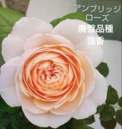 アンブリッジローズ バラ苗 ER 挿し木中苗 強健 強香 薔薇 苗 ぶどう付きのサムネイル