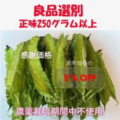 数量限定5%オフ 四角豆　シカクマメ　250g以上　無農薬栽培　良品選別のサムネイル