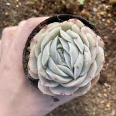 多肉植物　韓国苗　抜き苗　星影②のサムネイル