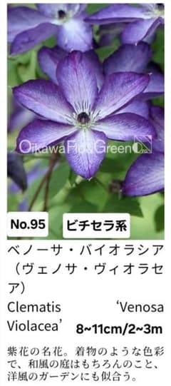 クレマチス挿し穂 3品種セット 計6本 ネコポス発送 - メルカリ