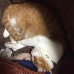 騒音神様専用ページのサムネイル