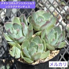 多肉植物　メキシコポルデンシス×シムランスラグナサンチェス　抜き苗のサムネイル