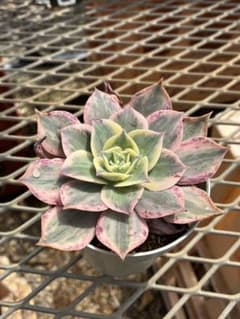 多肉植物　アエオニウム　サンバーストのサムネイル