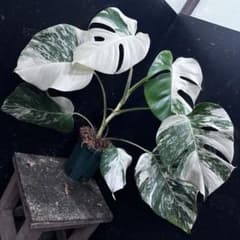 m*@様 斑入りモンステラ ホワイトタイガー極美大株55cm白斑多 ば*ん様 斑入りモンステラ ホワイトタイガー極美大株51cm白斑多 - メルカリ