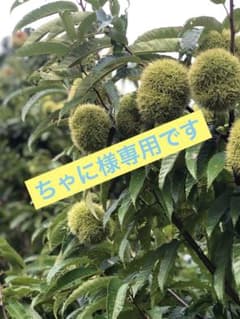 貯蔵栗 4L 1.2kgのサムネイル