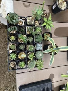 観葉植物まとめ売りのサムネイル