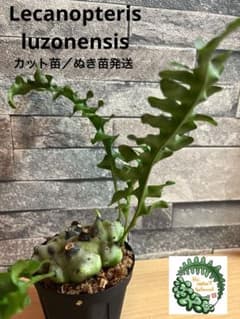 m76563998531_1.jpg?1728608282