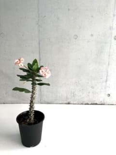 多肉植物ユーフォルビアミリー H50cm 4.5号鉢 インテリア 送料無料！のサムネイル