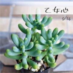 多肉植物【乙女心】セダム ポットごと or 抜き苗 6㎝ポット - メルカリ