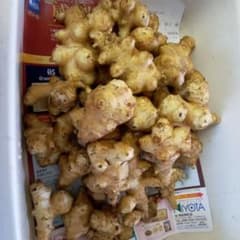 新鮮な菊芋 1、2キロg今日朝堀立です。のサムネイル
