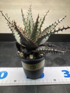 アロエ　ブルーミー　タルカエンシス　大株　耐寒性強　　アガベ　サボテン アロエ ブルーミー タルカエンシス 実生③ - メルカリ