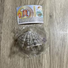 ざ！貝マスコット　とれたてシャコガイ　ガチャ　リアル貝　食品サンプル風