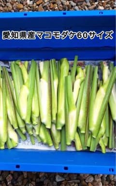 愛知県産 マコモダケ 60サイズのサムネイル