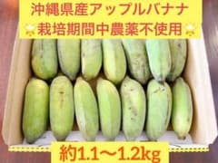 ✨絶品✨希少✨沖縄県産アップルバナナ約1kg(栽培期間中農薬不使用)のサムネイル
