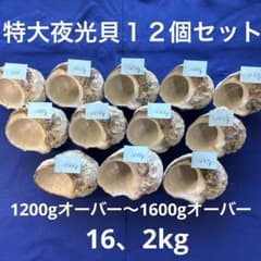 夜光貝　ヤコウ貝　まとめ売り　17個　16、2kg アクセサリー　ルアー 特大夜光貝 ヤコウ貝 まとめ売り 12個 16、2kgアクセサリー ルアー