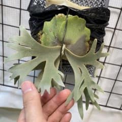 NANO ナノ ビカクシダ オリジナル willinckii - メルカリ