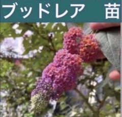 ち*き様 ポットのまま発送　四季咲き　ブッドレア　フラワーパワー　花の苗　ポット